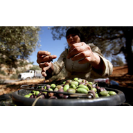 A Palestinian woman collects olives at an olive orchard in the West Bank (Atef Safadi/EPA)