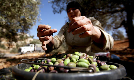A Palestinian woman collects olives at an olive orchard in the West Bank (Atef Safadi/EPA)